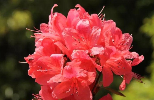 杜鵑花花語之美，寓意深遠——一場關于愛與忠誠的花意盛宴！